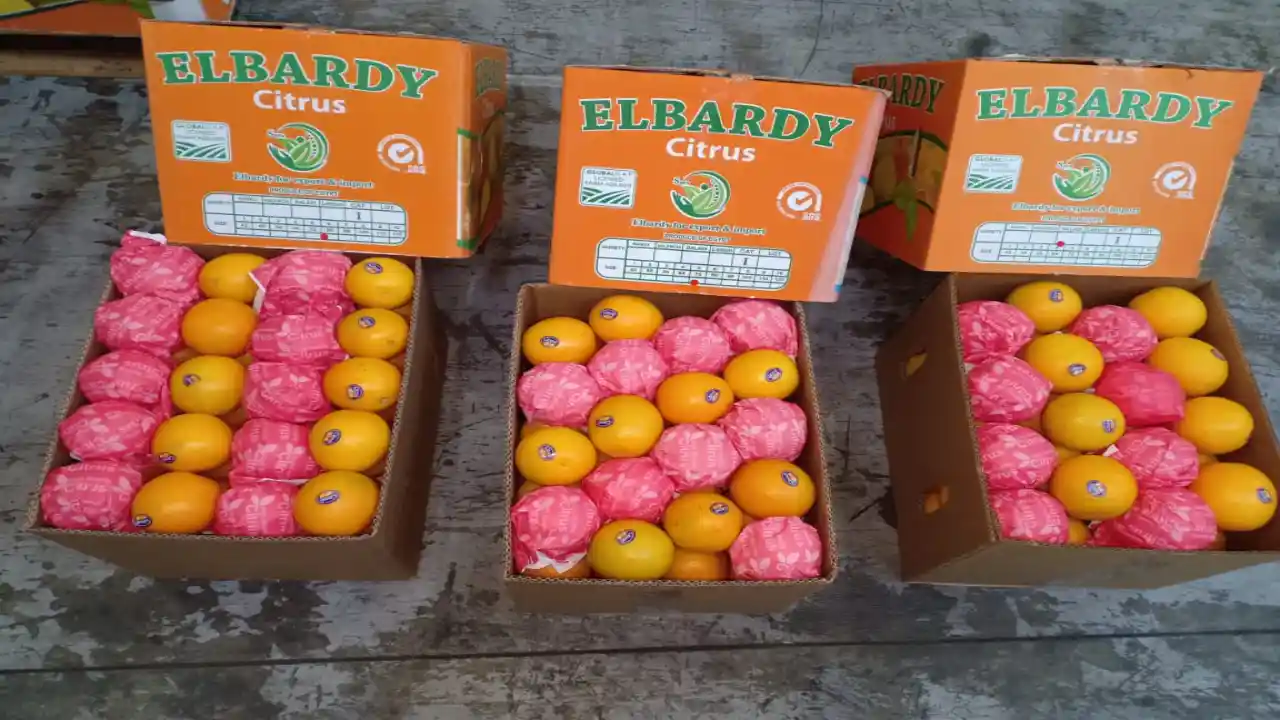 Navel Orange Exporter From Egypt